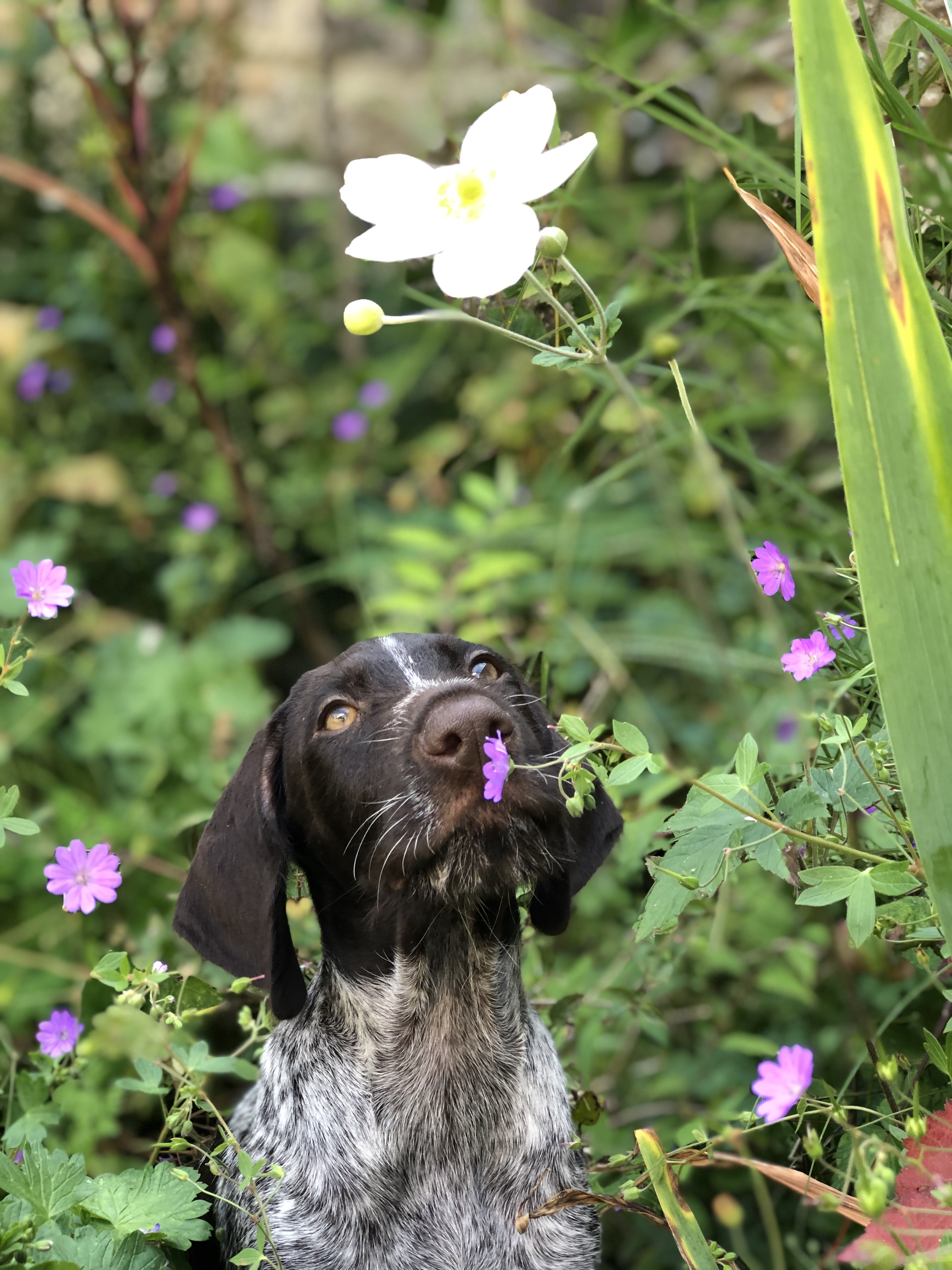 german wire haired pointer smelling flowers in the garden
