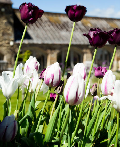 Gorilla fringed deepst purple tulips with stripy purple and white tulips