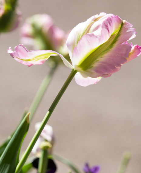 single pink and green parrot tulip