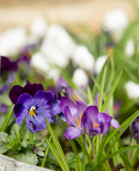 crocuses and violas topping for a tulip planted spring pot