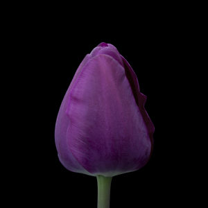 purple egg shaped tulip