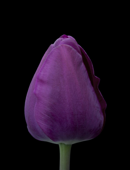purple egg shaped tulip
