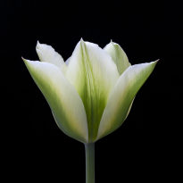 green and white striped tulip