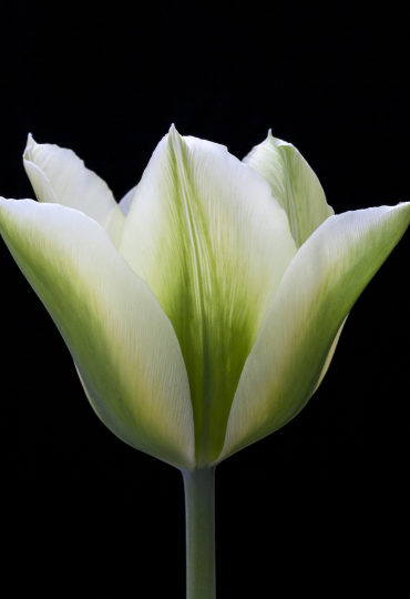 green and white striped tulip
