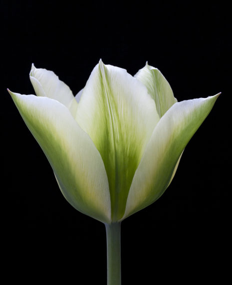 green and white striped tulip