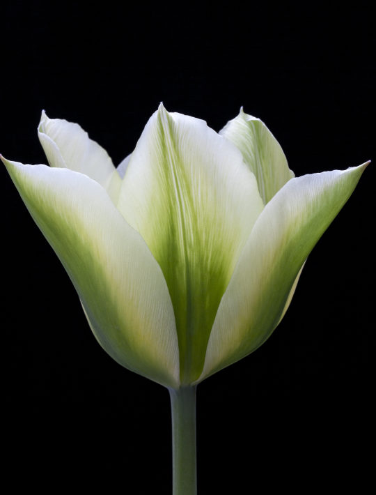 green and white striped tulip