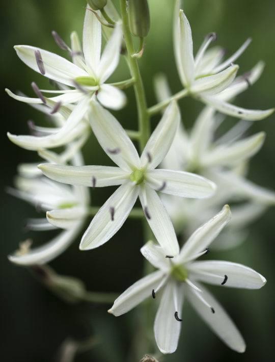 whit star-shaped flowers