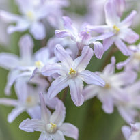 palest pink star flowers with a small stripe