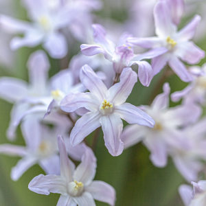 palest pink star flowers with a small stripe