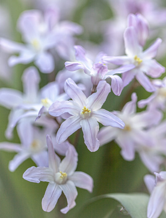 palest pink star flowers with a small stripe