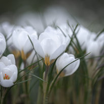 purest white crocus with a charcoal base