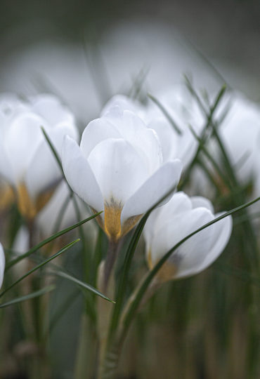 purest white crocus with a charcoal base