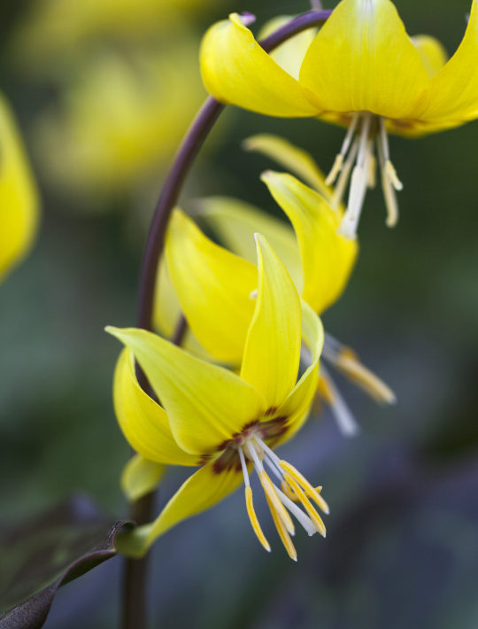 brigt yellow dog's tooth violet