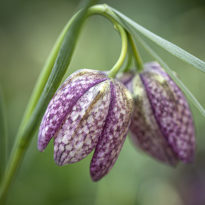 snakeshead fritilaries