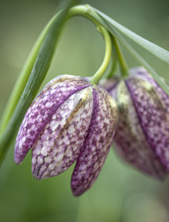 snakeshead fritilaries