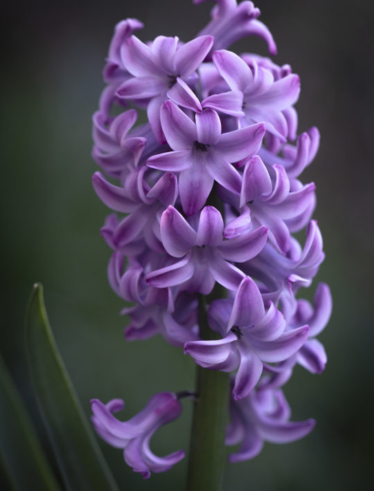 stripy hpink and purple hyacinth