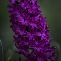 beetroot hyacinth
