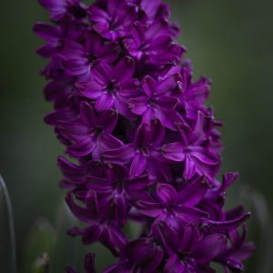 beetroot hyacinth