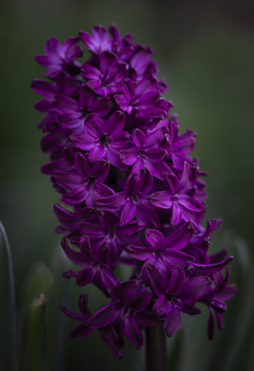 beetroot hyacinth