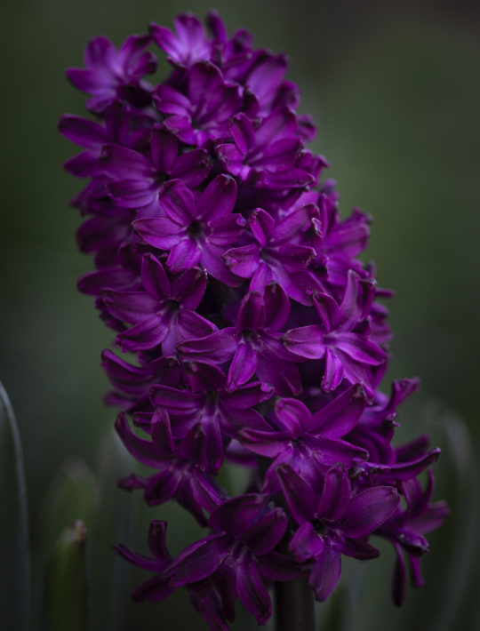 beetroot hyacinth