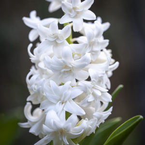 purest white double hyacinth