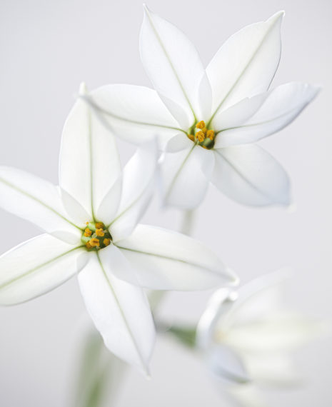 white star flowers with the palest green line
