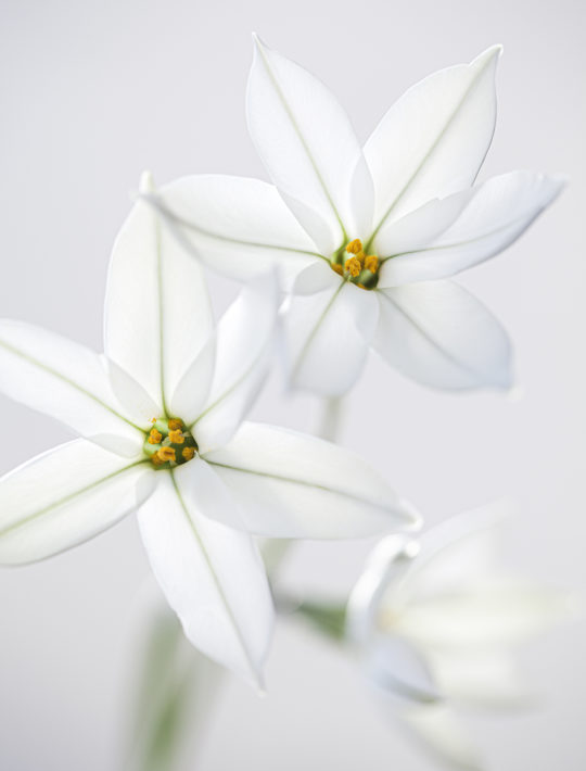 white star flowers with the palest green line