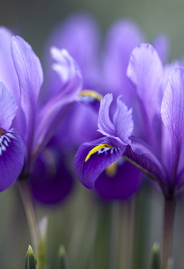 purple minature iris