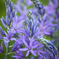 blue star-shaped flowers