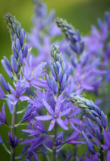 blue star-shaped flowers