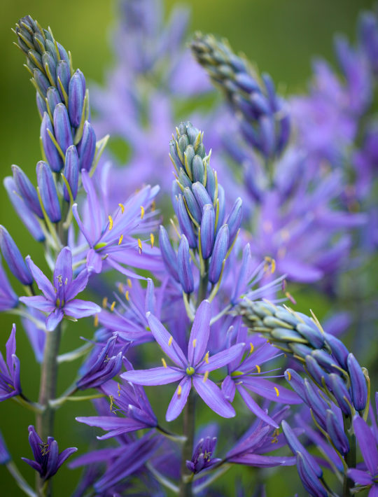 blue star-shaped flowers