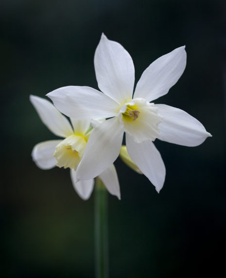 delicate white multiheaded narcissi