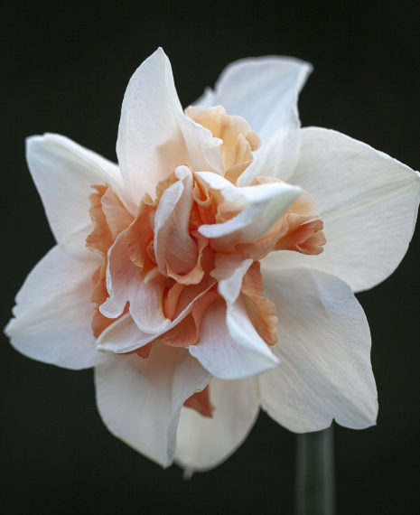 double white narcissi with an orange centre
