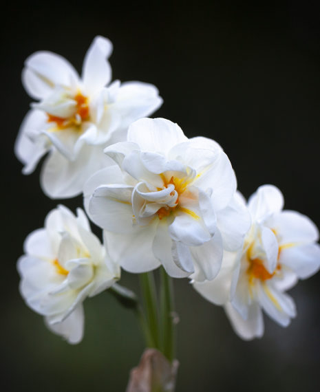double frilly narcissi flowers with an orange centre and a spicy scent
