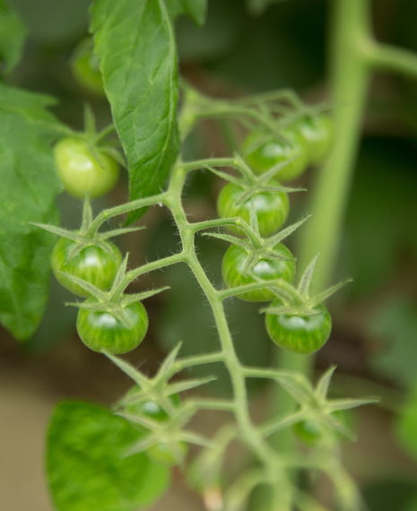 tomatoes growing