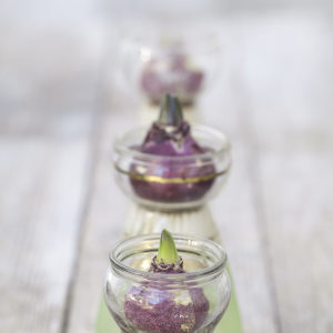 littel jars of forced hyacinths