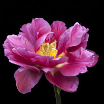 peony flowered cerise pink tulip