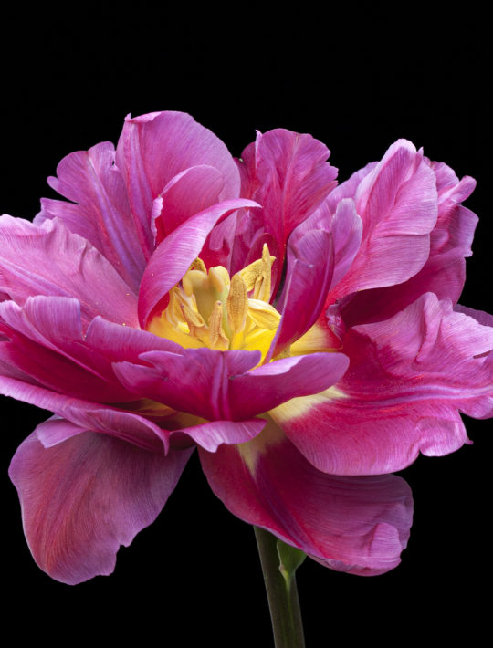 peony flowered cerise pink tulip