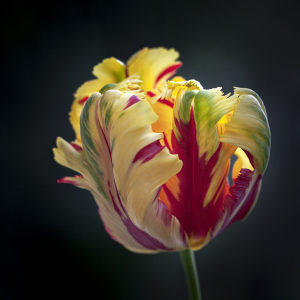 yellow parrot tulipmwith red flames