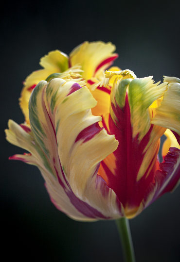 yellow parrot tulipmwith red flames