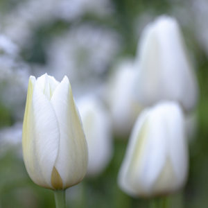 white cloud like tulips