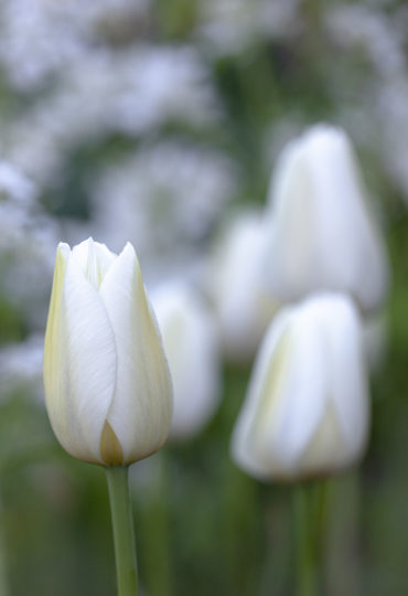 white cloud like tulips