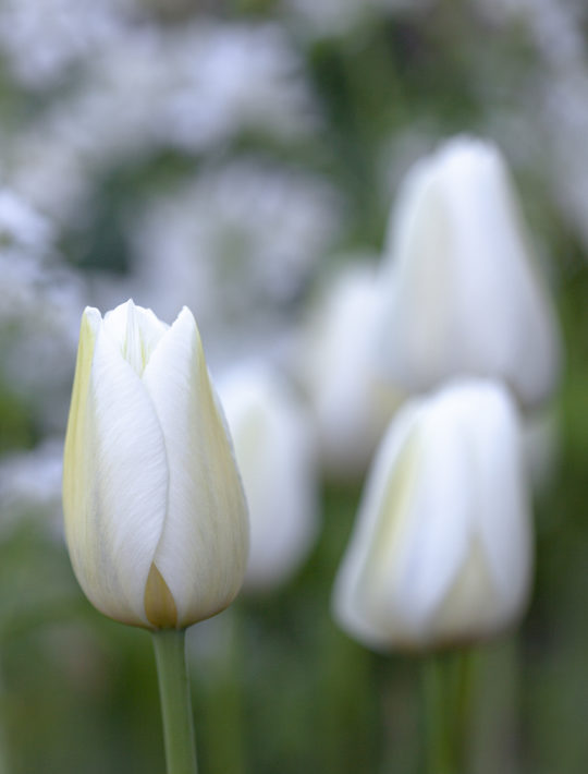white cloud like tulips