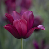 lily flowered claret coloured tulip