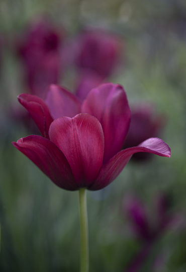 lily flowered claret coloured tulip