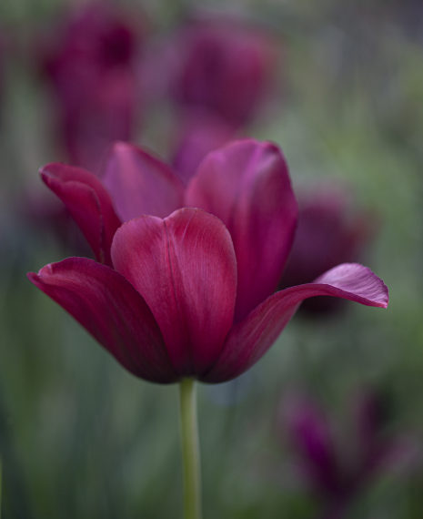 lily flowered claret coloured tulip