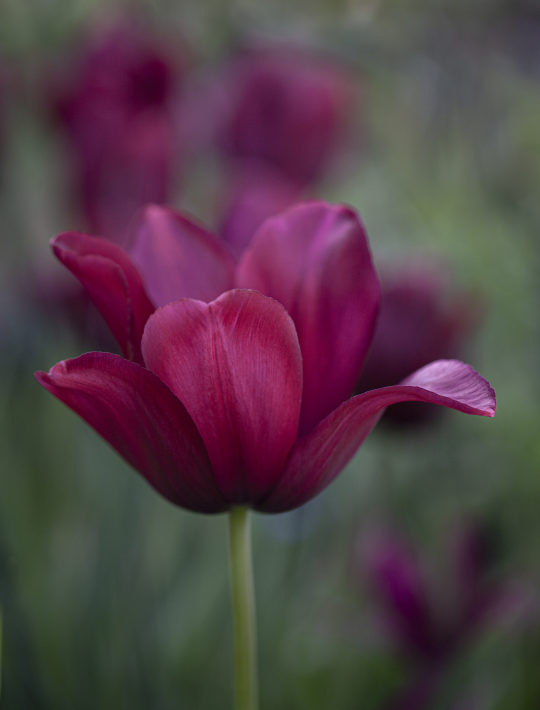 lily flowered claret coloured tulip