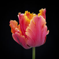 orange parrot tulip with yellow rims