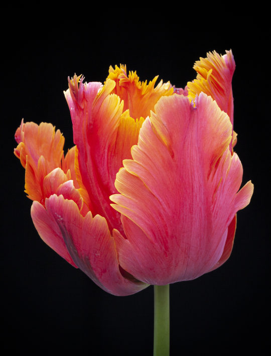 orange parrot tulip with yellow rims