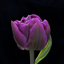 peony purple flowered tulip